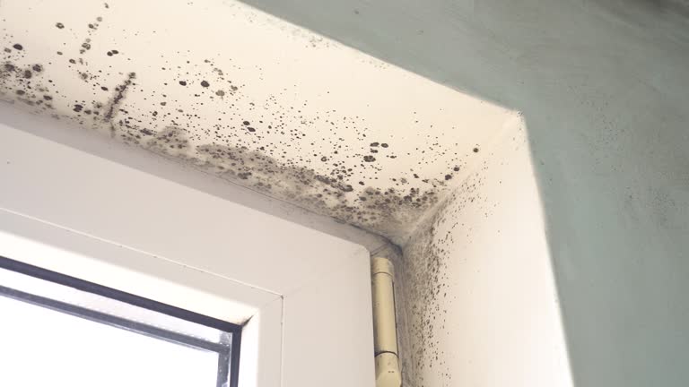 Best Air Quality Testing for Mold Spores  in Marco Island, FL